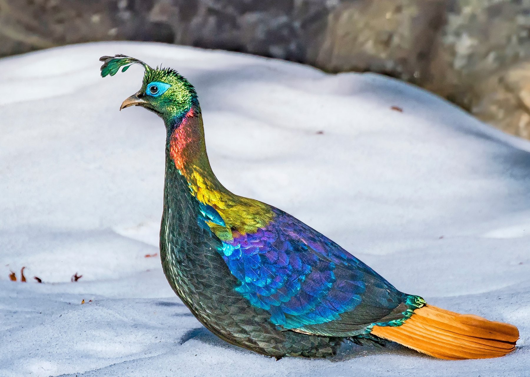 A male Himalayan Monal, Uttarakhand's iridescent state bird, standing on snow